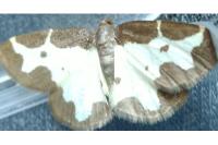 Lomaspilis marginata