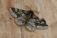 Lycia hirtaria
