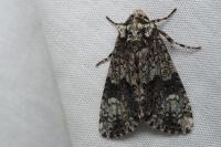 Craniophora ligustri