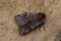 Cerastis rubricosa