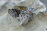 Calliteara pudibunda
