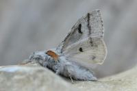 Calliteara pudibunda