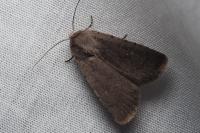 Caradrina flavirena/noctivaga