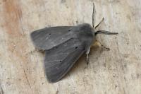 Diaphora mendica