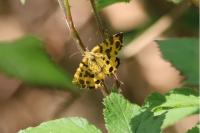 Pseudopanthera macularia