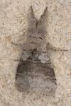 Calliteara pudibunda