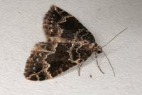 Lampropteryx suffumata