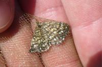 Chiasmia clathrata