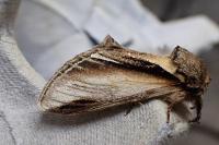 Pheosia tremula