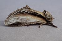 Pheosia tremula