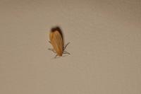 Wittia sororcula
