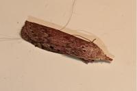 Aphomia sociella