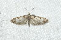 Eupithecia irriguata