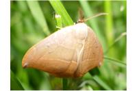 Watsonalla uncinula