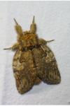 Peridea anceps