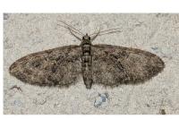 Eupithecia abbreviata