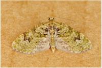 Chloroclystis v-ata