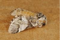Drymonia dodonaea