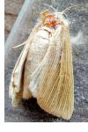 Mythimna pallens
