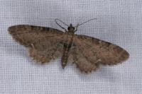 Eupithecia vulgata