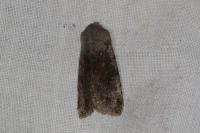 Orthosia incerta