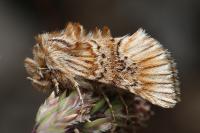 Amephana anarrhini