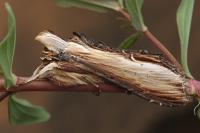 Cucullia verbasci