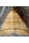 Herminia grisealis
