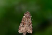 Apamea sordens