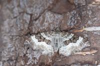 Epirrhoe alternata