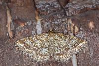 Heliomata glarearia