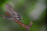 Hyloicus pinastri/maurorum