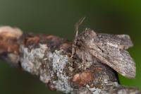 Rhegmatophila alpina