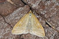 Sitochroa verticalis
