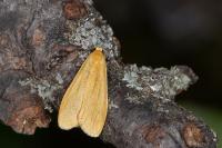 Wittia sororcula