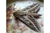 Hyles livornica
