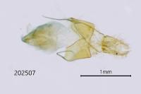 Nycteola siculana