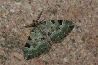 Colostygia pectinataria