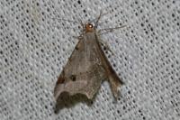 Macaria alternata