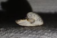 Cilix glaucata