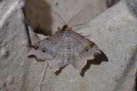 Macaria alternata