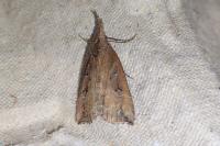 Hypena rostralis