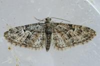 Eupithecia