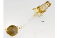 Trichopteryx carpinata