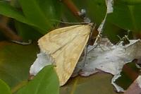 Sitochroa verticalis