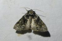 Polyploca ridens