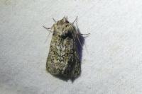 Polyploca ridens