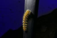 Euplagia quadripunctaria