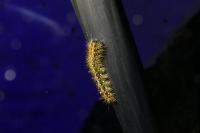 Euplagia quadripunctaria