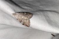 Aplocera efformata/plagiata